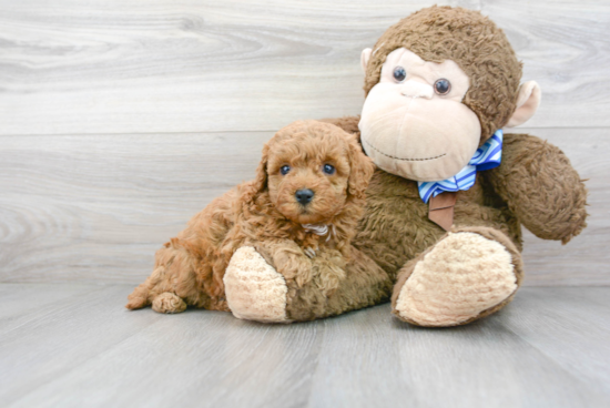 Mini Goldendoodle Pup Being Cute