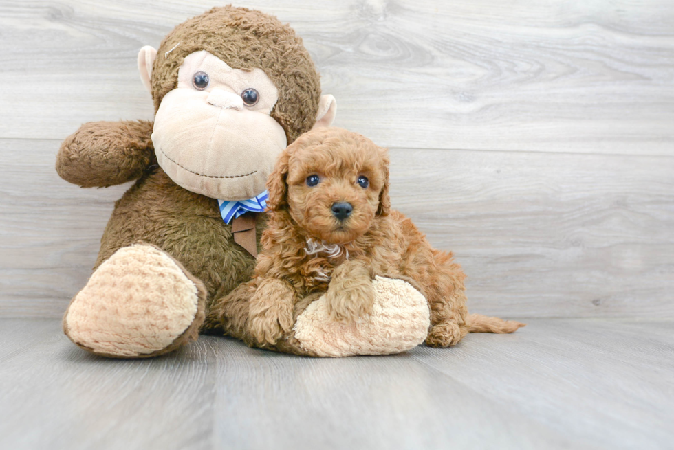 Mini Goldendoodle Puppy for Adoption