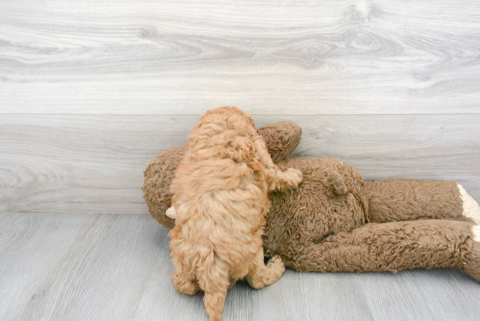 Petite Mini Goldendoodle Poodle Mix Pup