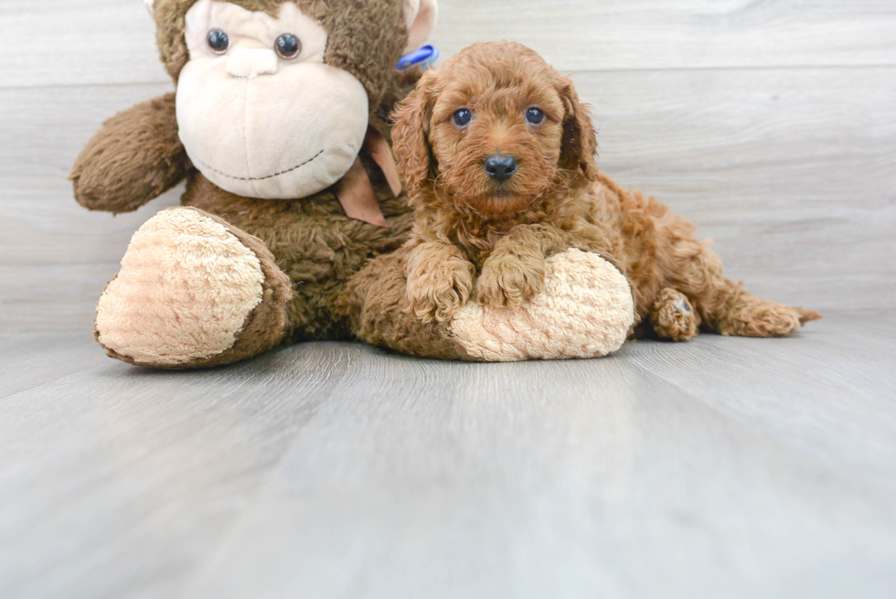 Cute Golden Retriever Poodle Mix Puppy