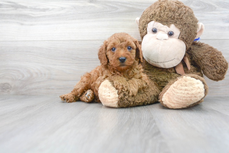 Best Mini Goldendoodle Baby