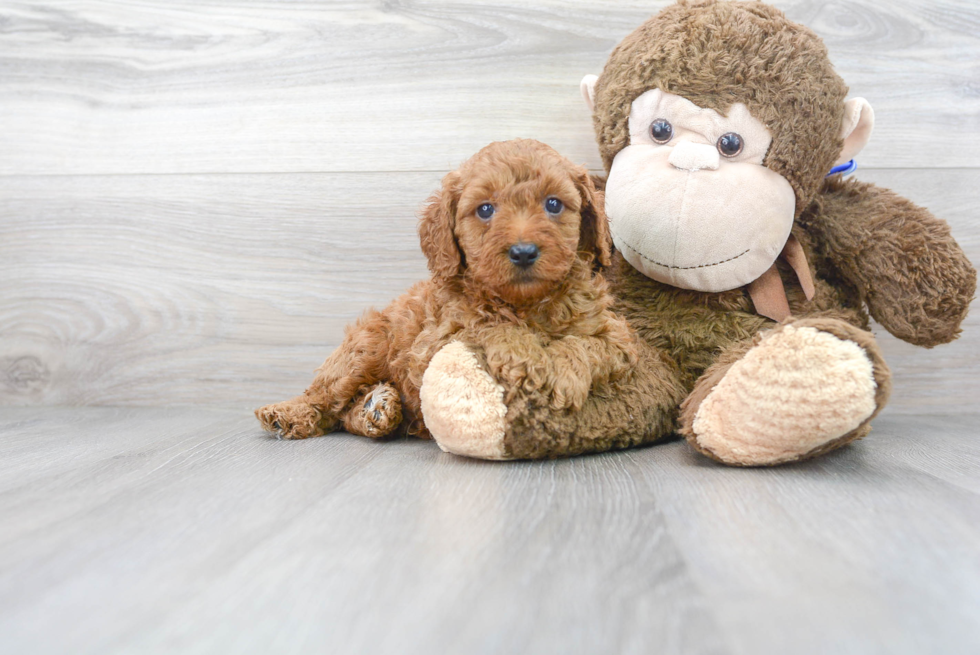 Best Mini Goldendoodle Baby