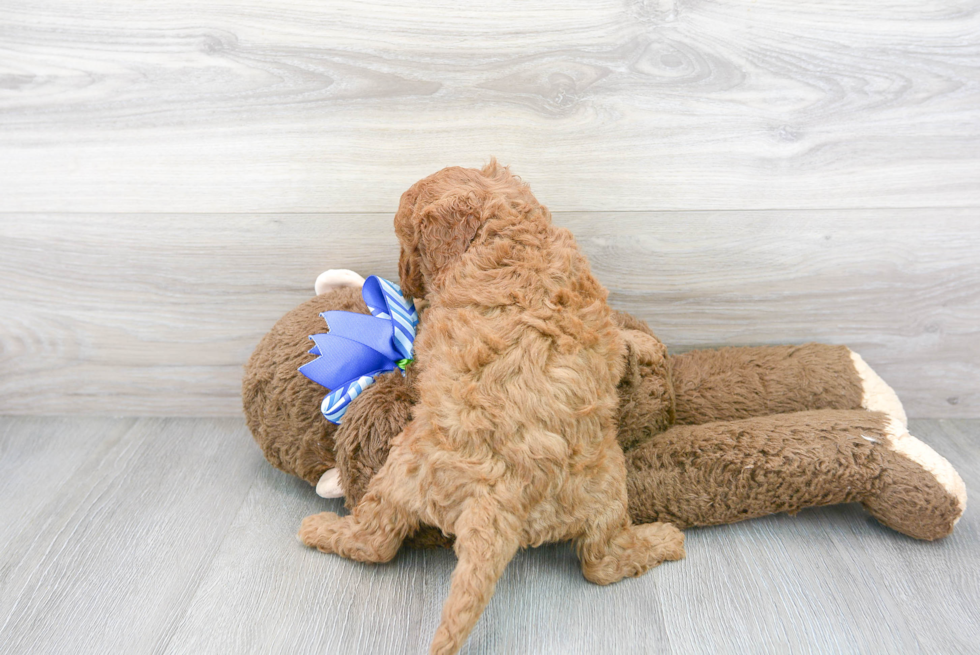 Mini Goldendoodle Puppy for Adoption