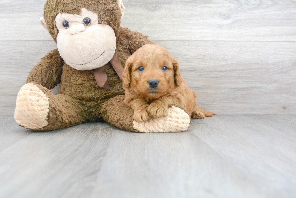 Smart Mini Goldendoodle Poodle Mix Pup