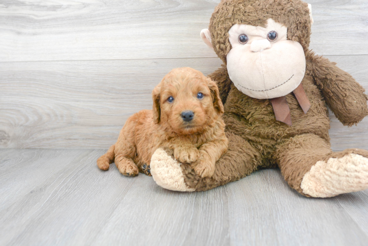 Friendly Mini Goldendoodle Baby