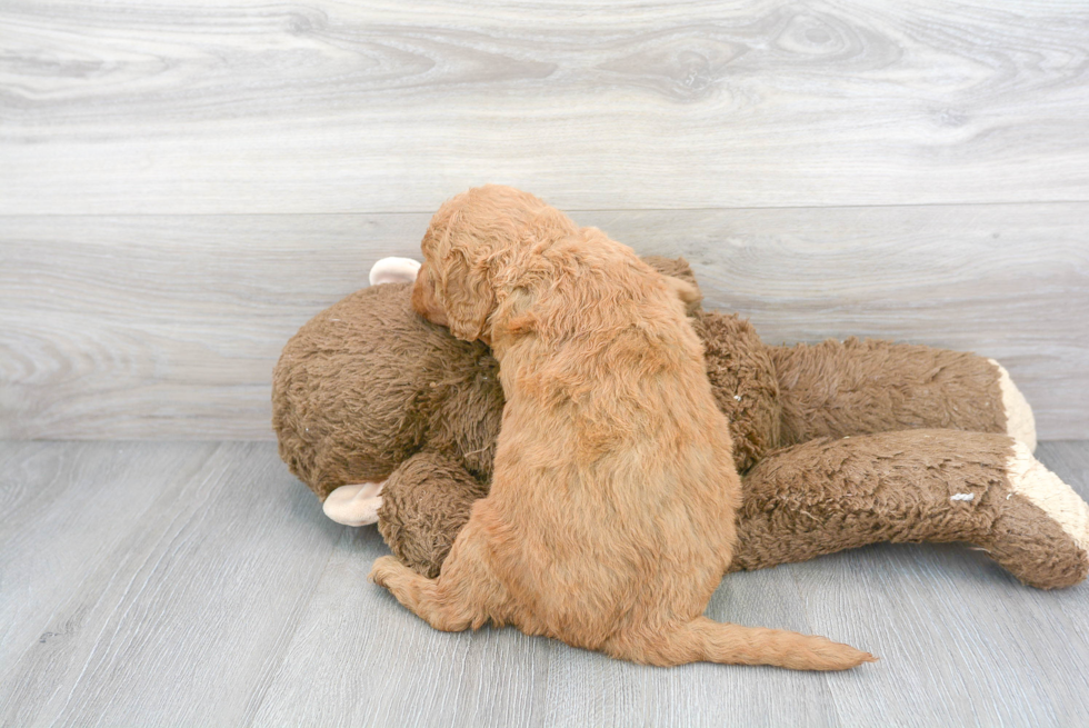 Little Golden Retriever Poodle Mix Puppy