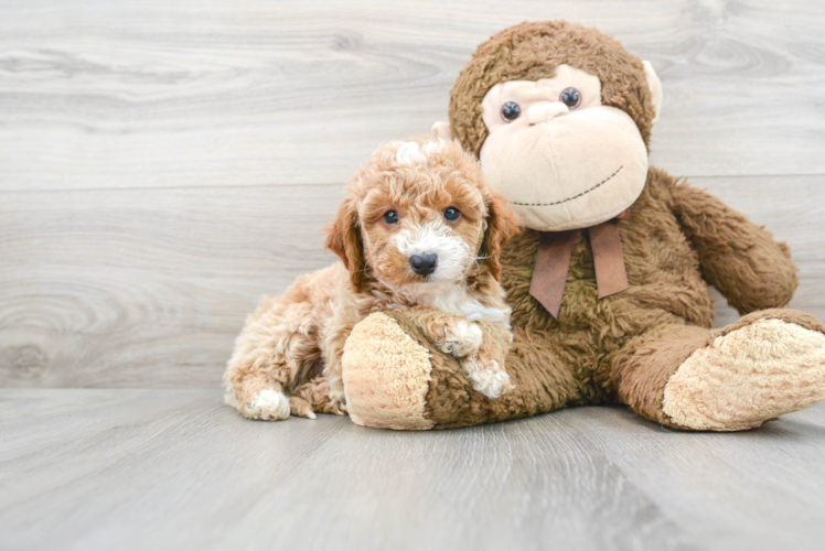 Mini Goldendoodle Pup Being Cute