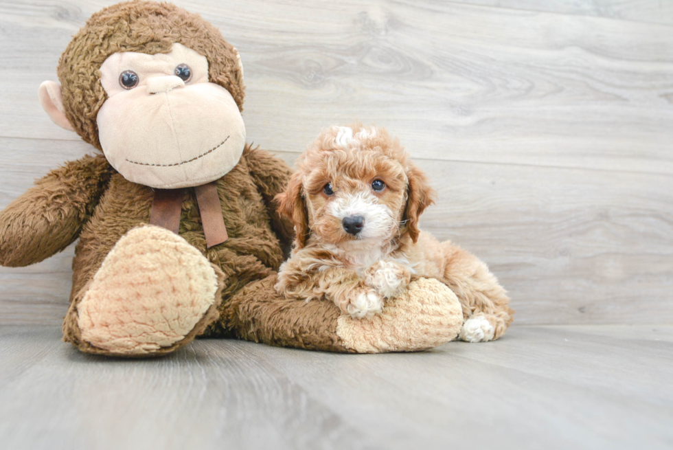 Mini Goldendoodle Pup Being Cute