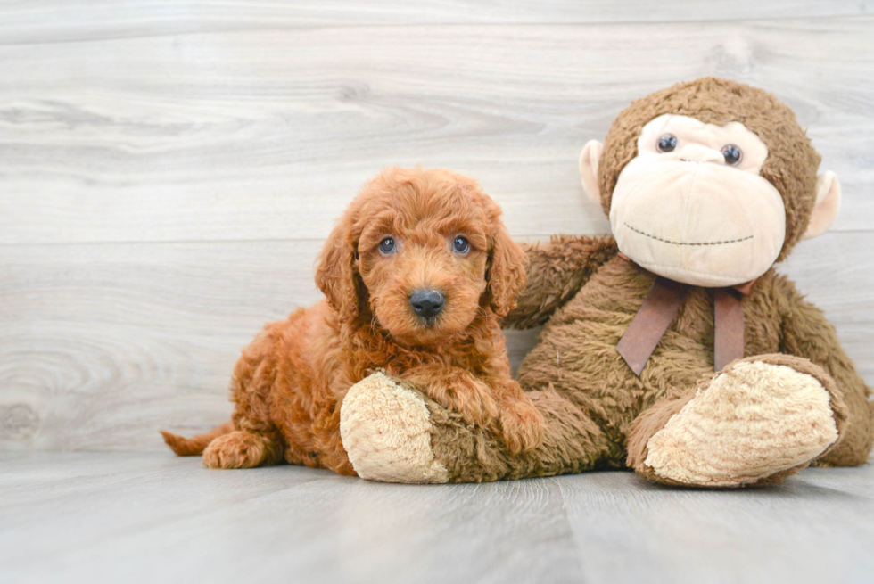 Smart Mini Goldendoodle Poodle Mix Pup