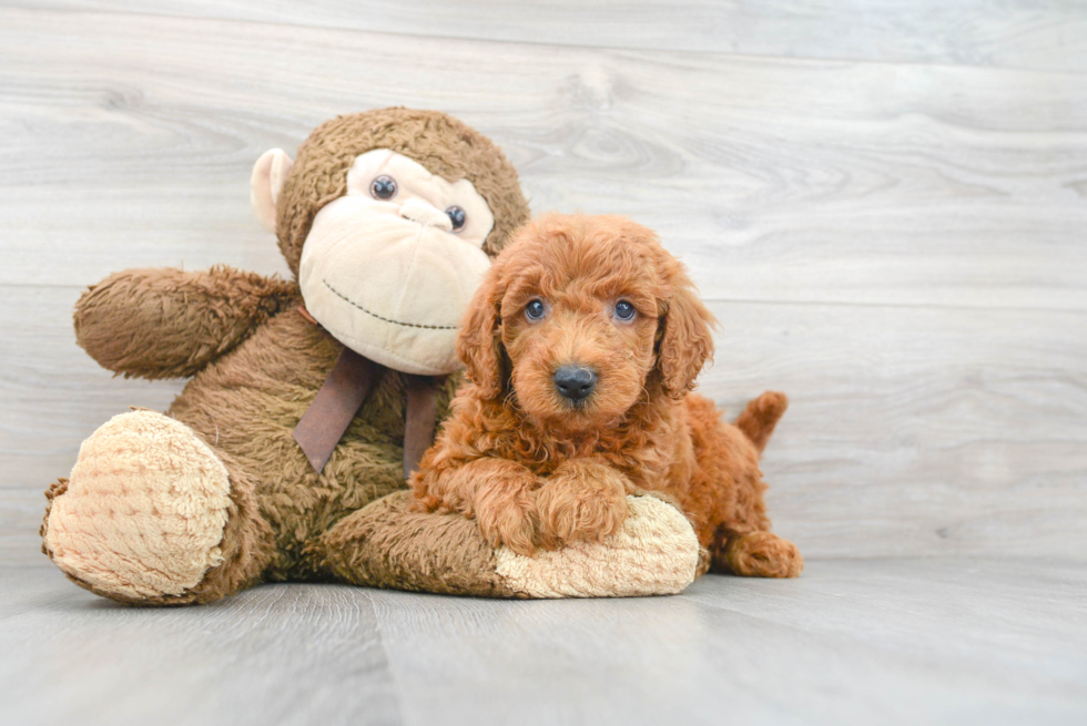 Mini Goldendoodle Pup Being Cute