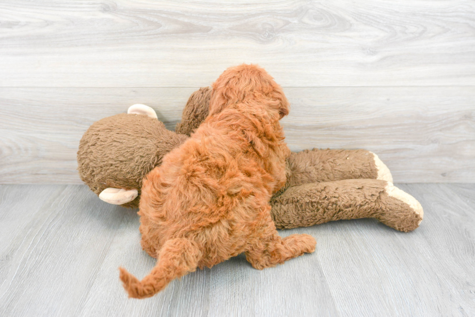 Best Mini Goldendoodle Baby