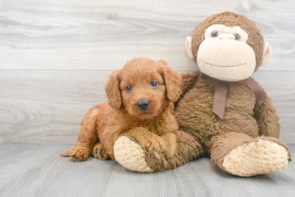 Best Mini Goldendoodle Baby