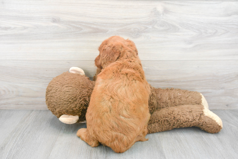 Fluffy Mini Goldendoodle Poodle Mix Pup