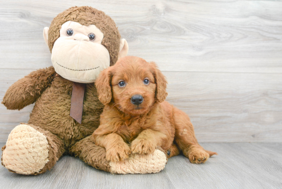 Mini Goldendoodle Puppy for Adoption