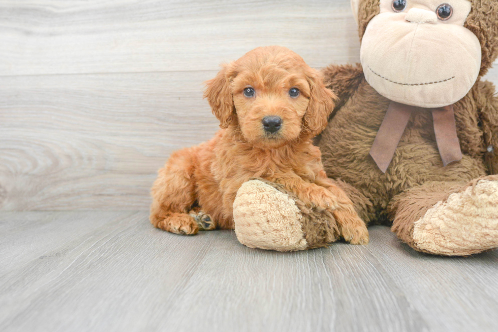 Popular Mini Goldendoodle Poodle Mix Pup