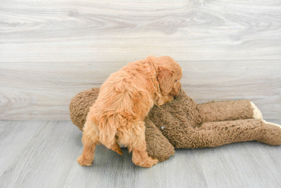 Mini Goldendoodle Puppy for Adoption