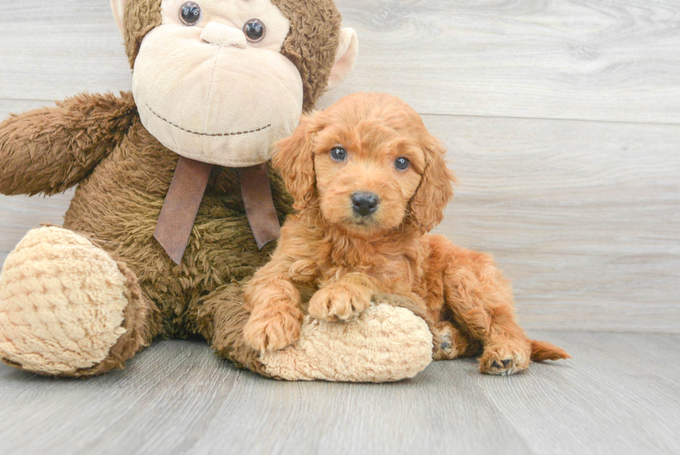 Funny Mini Goldendoodle Poodle Mix Pup