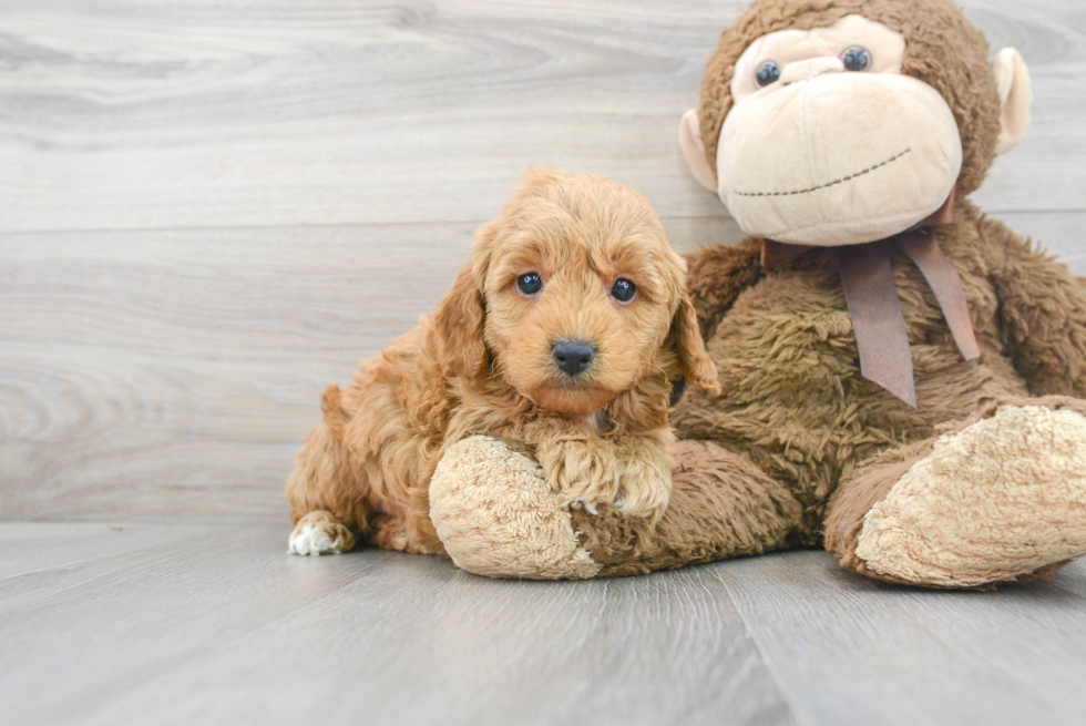 Happy Mini Goldendoodle Baby