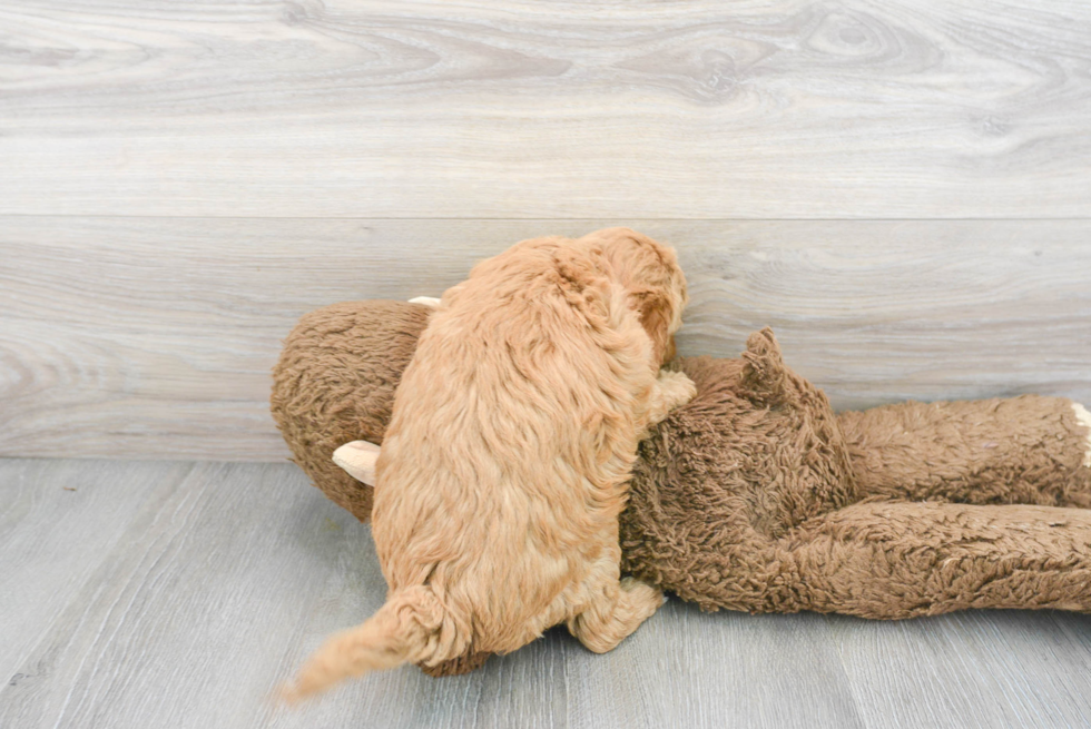 Popular Mini Goldendoodle Poodle Mix Pup