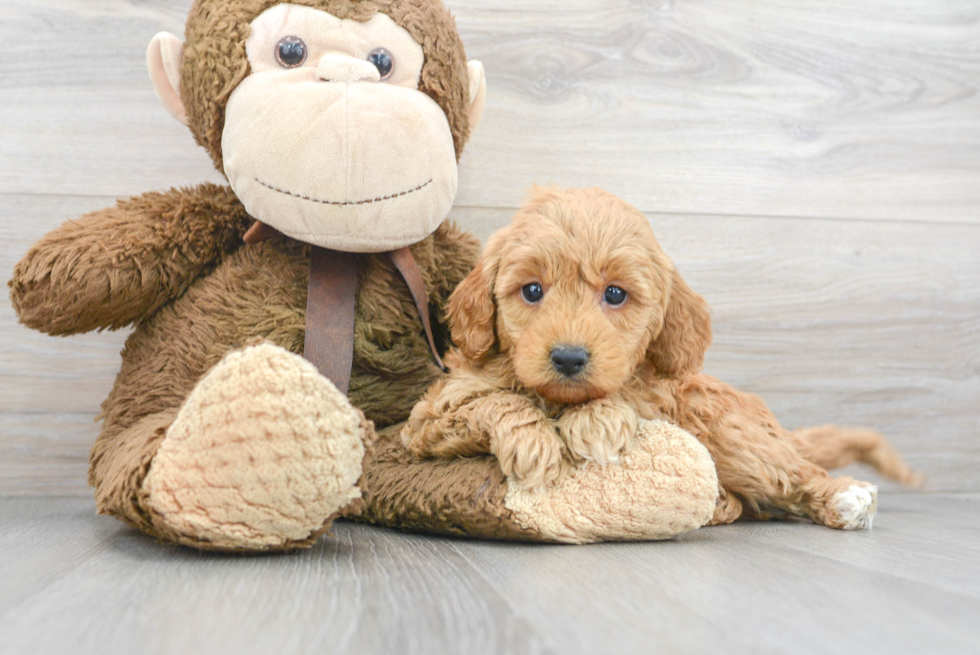 Best Mini Goldendoodle Baby