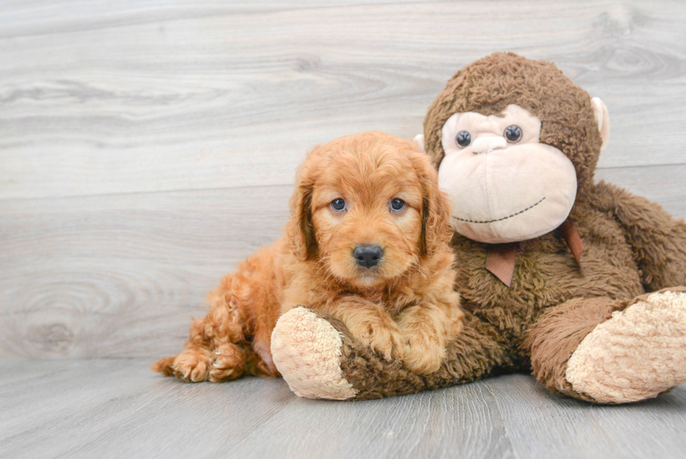 Adorable Golden Retriever Poodle Mix Puppy