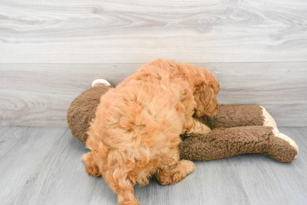 Funny Mini Goldendoodle Poodle Mix Pup