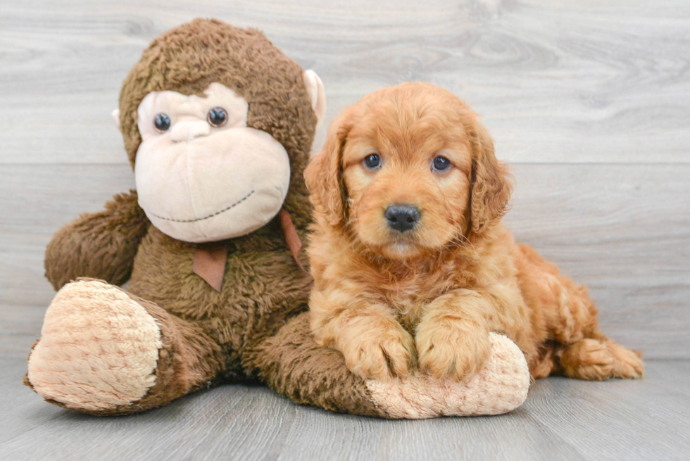 Sweet Mini Goldendoodle Baby