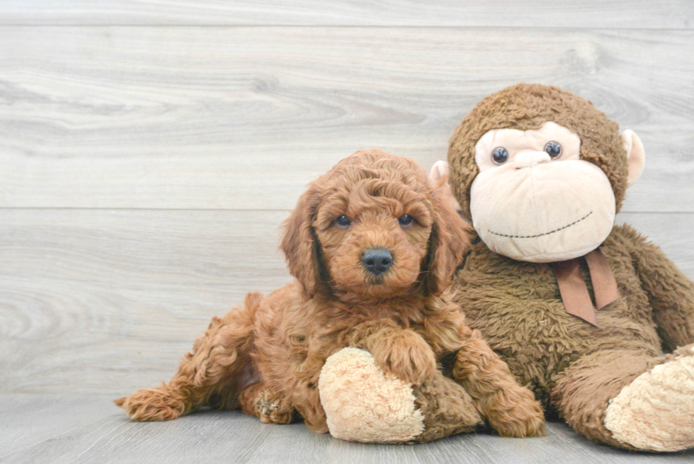 Popular Mini Goldendoodle Poodle Mix Pup