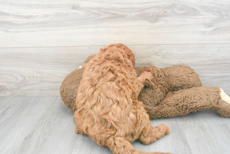 Mini Goldendoodle Pup Being Cute