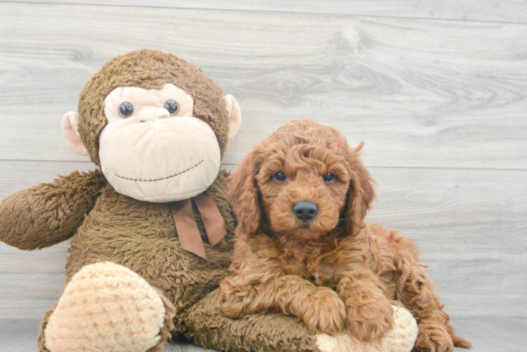 Mini Goldendoodle Puppy for Adoption