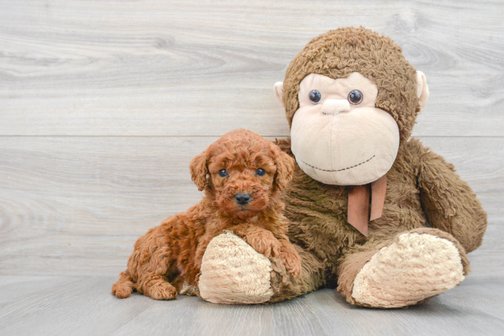 Small Mini Goldendoodle Baby