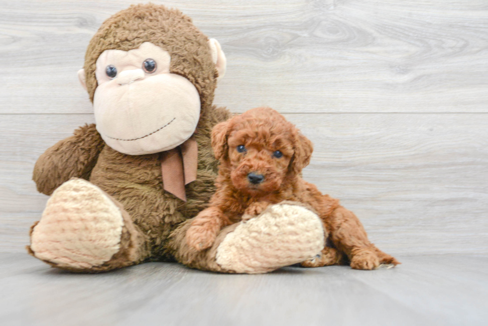 Little Golden Retriever Poodle Mix Puppy