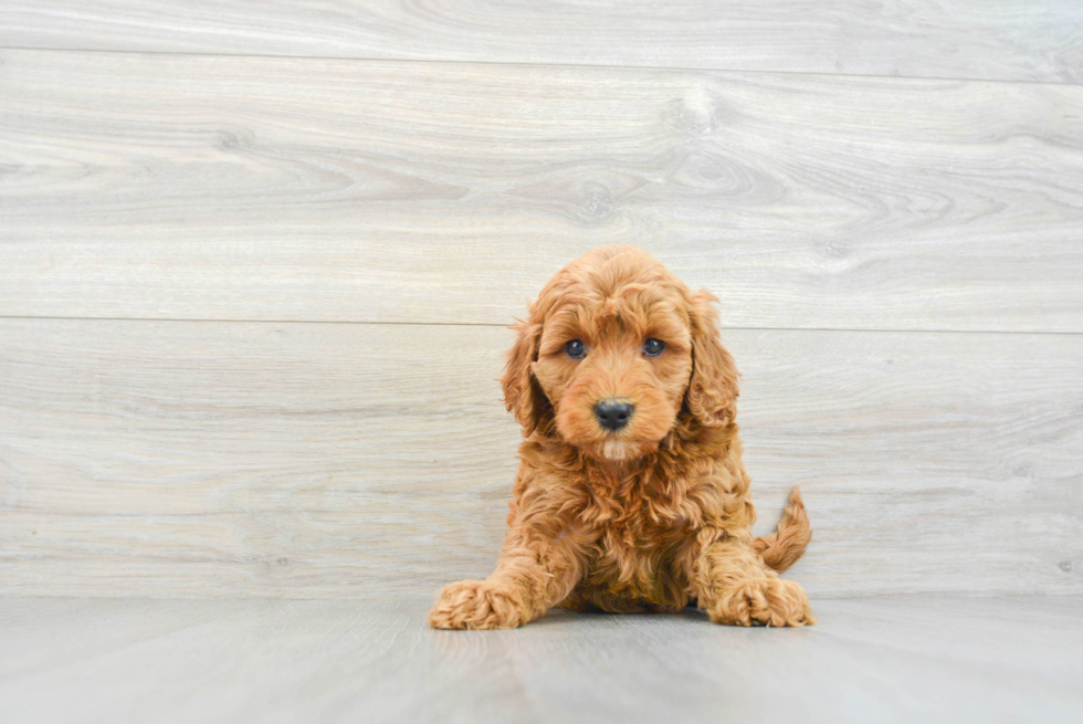 Adorable Golden Retriever Poodle Mix Puppy