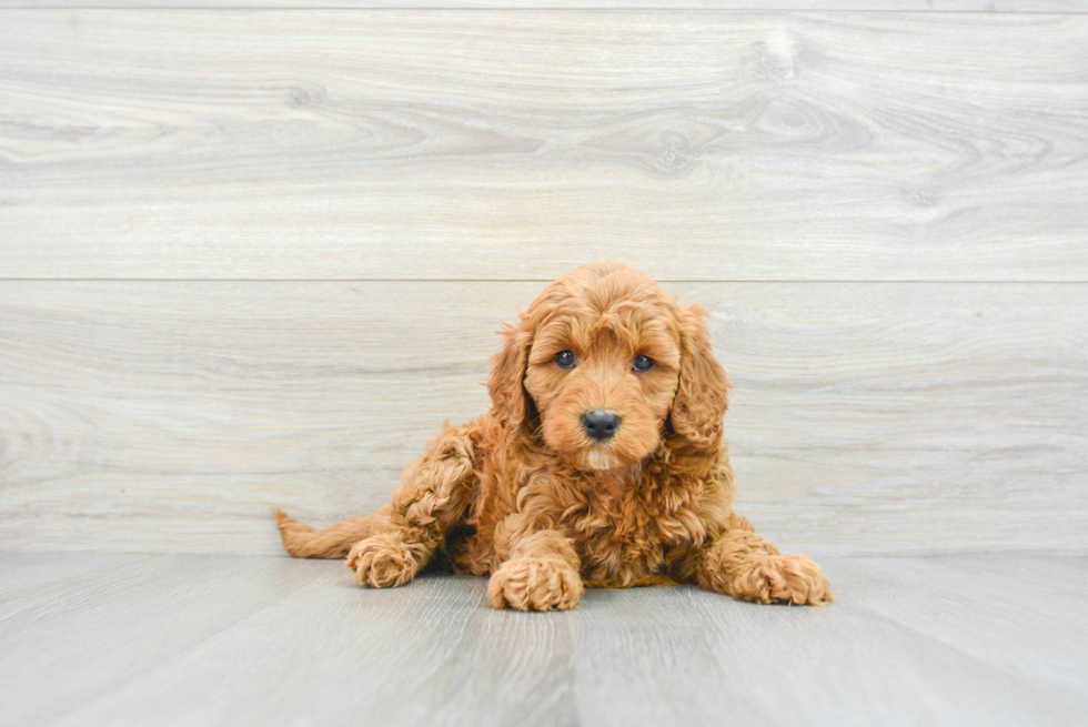 Best Mini Goldendoodle Baby