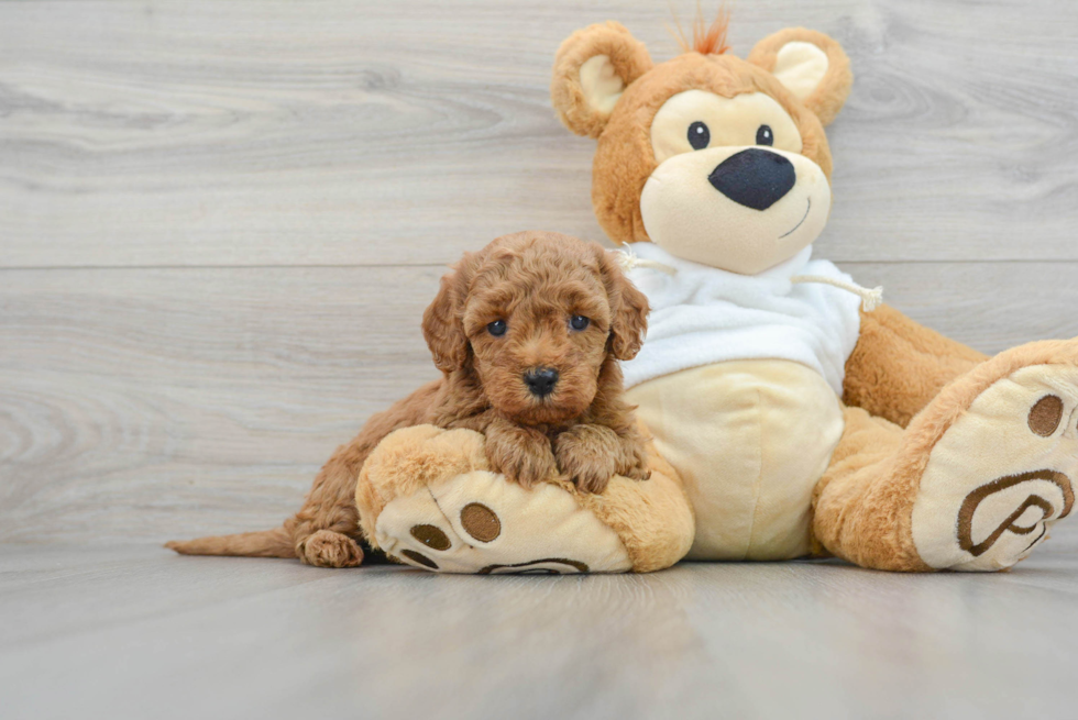 Mini Goldendoodle Pup Being Cute