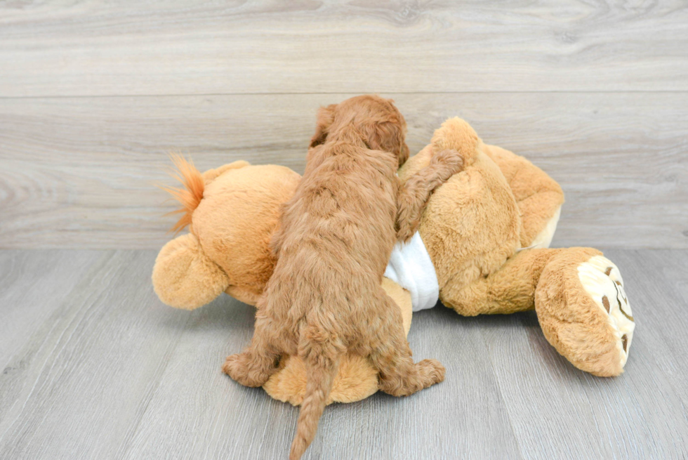 Best Mini Goldendoodle Baby