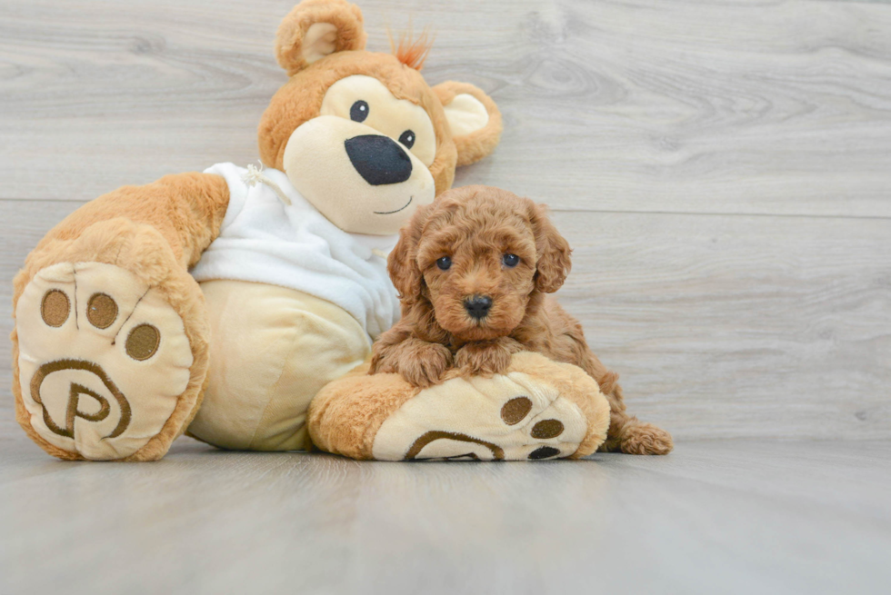 Best Mini Goldendoodle Baby