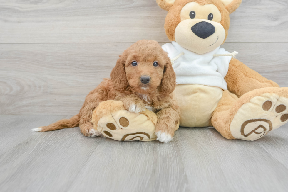 Petite Mini Goldendoodle Poodle Mix Pup