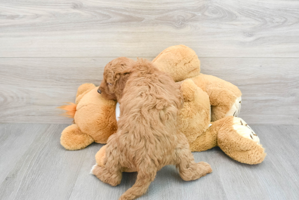 Mini Goldendoodle Puppy for Adoption