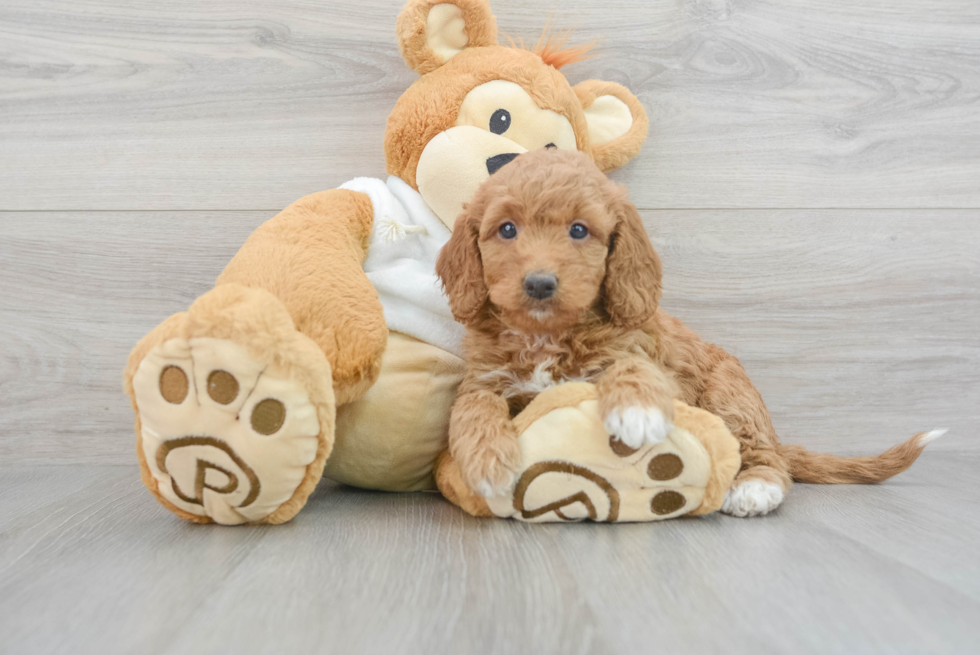 Fluffy Mini Goldendoodle Poodle Mix Pup