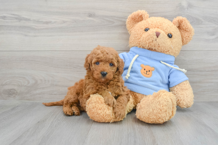 Fluffy Mini Goldendoodle Poodle Mix Pup