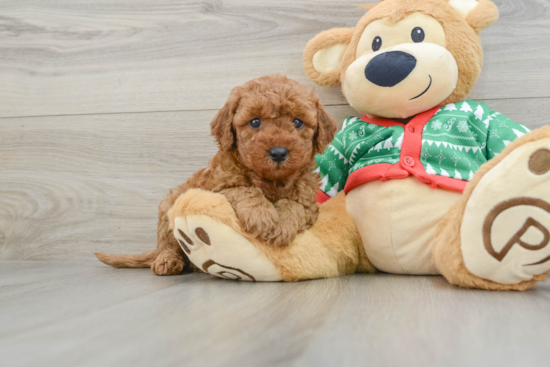 Small Mini Goldendoodle Baby