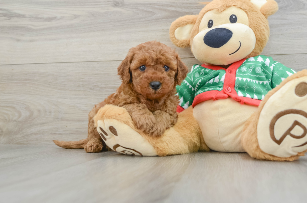 5 week old Mini Goldendoodle Puppy For Sale - Premier Pups