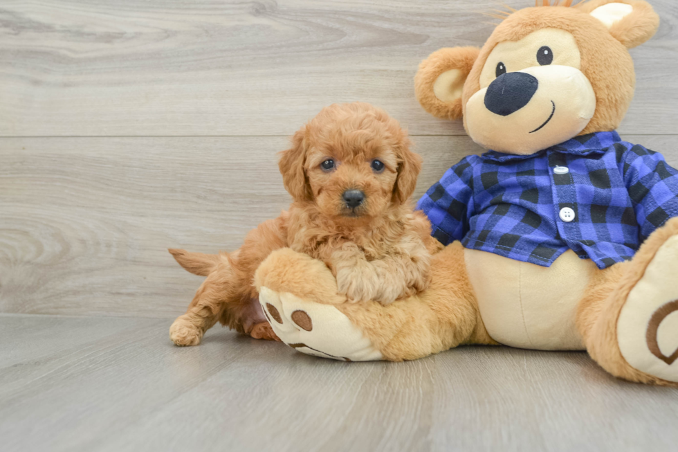 Mini Goldendoodle Pup Being Cute