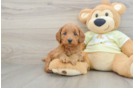 Best Mini Goldendoodle Baby