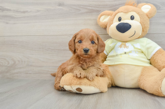 Best Mini Goldendoodle Baby