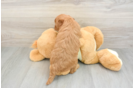 Best Mini Goldendoodle Baby