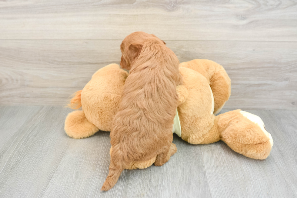 Best Mini Goldendoodle Baby