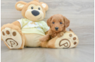 Popular Mini Goldendoodle Poodle Mix Pup