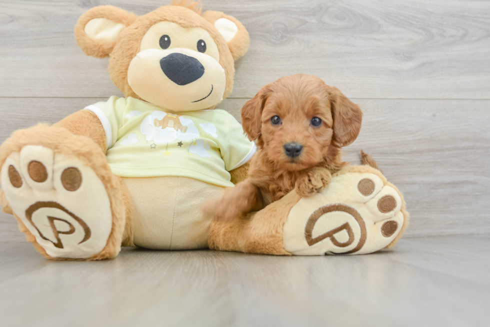 Popular Mini Goldendoodle Poodle Mix Pup